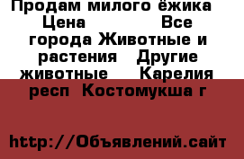 Продам милого ёжика › Цена ­ 10 000 - Все города Животные и растения » Другие животные   . Карелия респ.,Костомукша г.